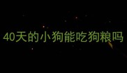 40天的小狗能吃狗粮吗