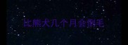 比熊犬几个月会倒毛