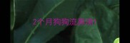 2个月狗狗流鼻涕