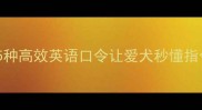 拉布拉多训练全攻略5种高效英语口令让爱犬秒懂指令附训练视频教程