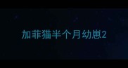 加菲猫半个月幼崽