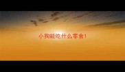 小狗能吃什么零食