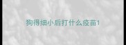 狗得细小后打什么疫苗