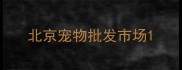 北京宠物批发市场