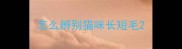 怎么辨别猫咪长短毛
