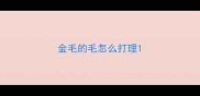 金毛的毛怎么打理