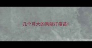 几个月大的狗能打疫苗