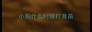 小狗什么时候打育苗
