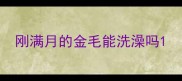 刚满月的金毛能洗澡吗