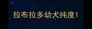 拉布拉多幼犬纯度