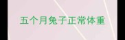 五个月兔子正常体重
