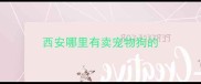 西安哪里有卖宠物狗的
