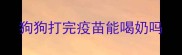 狗狗打完疫苗能喝奶吗