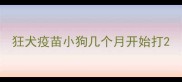 狂犬疫苗小狗几个月开始打