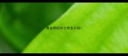 黄金眼的哈士奇多少钱