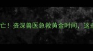 宠物车祸两分钟内死亡资深兽医急救黄金时间这些保命措施必须知道