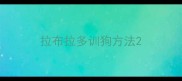 拉布拉多训狗方法