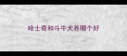 哈士奇和斗牛犬养哪个好