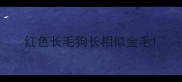 红色长毛狗长相似金毛
