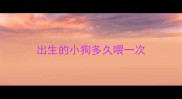 出生的小狗多久喂一次