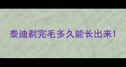 泰迪剃完毛多久能长出来