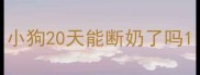 小狗20天能断奶了吗