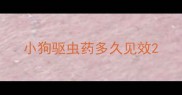 小狗驱虫药多久见效