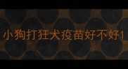 小狗打狂犬疫苗好不好