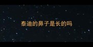 泰迪的鼻子是长的吗