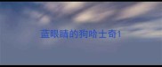 蓝眼睛的狗哈士奇