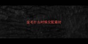金毛什么时候交配最好