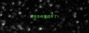 边牧怎样算成年了