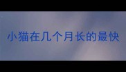小猫在几个月长的最快