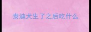 泰迪犬生了之后吃什么