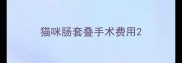 猫咪肠套叠手术费用