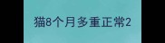 猫8个月多重正常