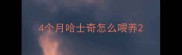 4个月哈士奇怎么喂养