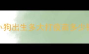 小狗出生多大打疫苗多少钱
