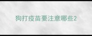 狗打疫苗要注意哪些