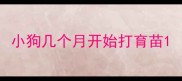 小狗几个月开始打育苗