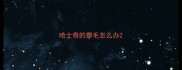 哈士奇的掉毛怎么办