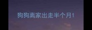 狗狗离家出走半个月