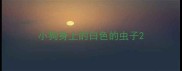 小狗身上的白色的虫子
