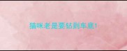 猫咪老是要钻到车底