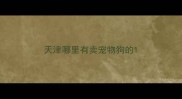 天津哪里有卖宠物狗的
