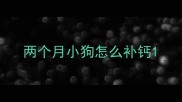 两个月小狗怎么补钙