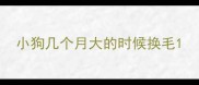 小狗几个月大的时候换毛