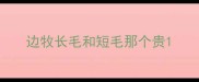 边牧长毛和短毛那个贵