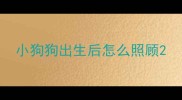小狗狗出生后怎么照顾