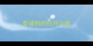 泰迪狗的四月训练